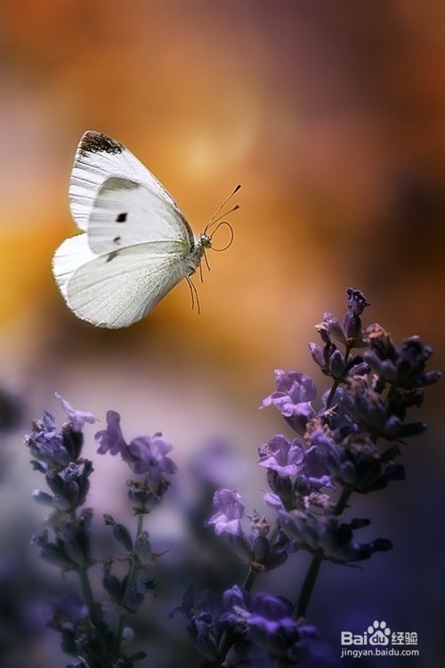 经济信息资源开发与利用：[37]复习总结三十七