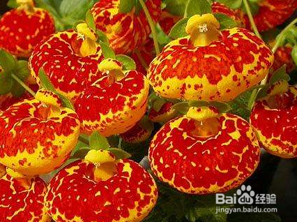 养蒲包花有哪些注意事项