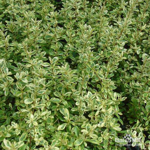 小丑火棘的培育方法和注意事项