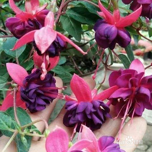 倒挂金钟怎么扦插成活率才能高