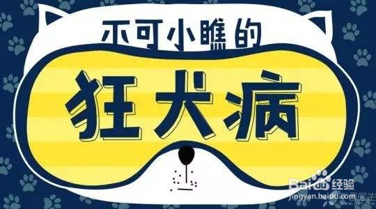 狗狗狂犬病的认识及预防措施