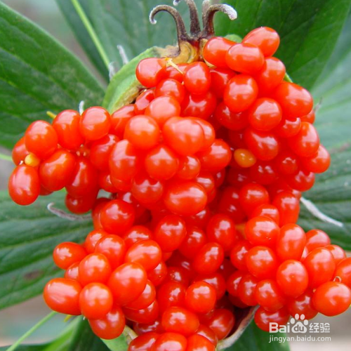 重楼怎么种植出苗快