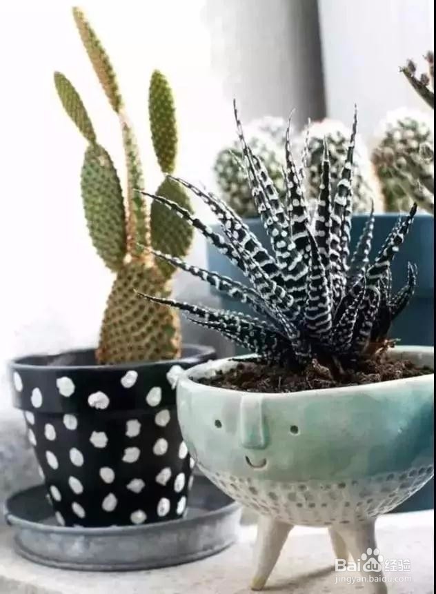 史上最全的吸毒植物.新房必备