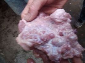 常见又毒又容易致癌的肉类