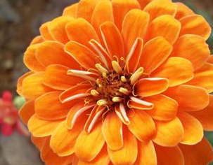 如何栽培和养护金盏菊