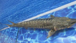 中华鲟怎么分公母