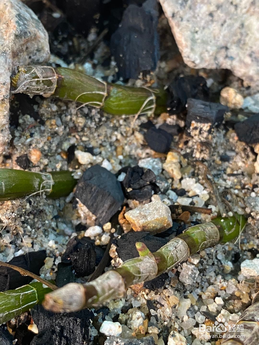 石斛简单的培养