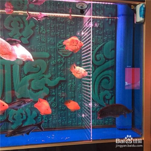 新手养观赏鱼知识