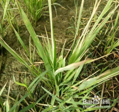 水稻拔节期怎么判断