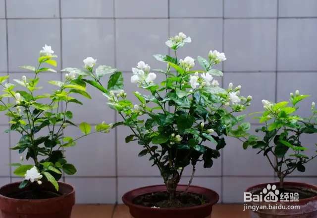 清香好闻的茉莉花，原来有这么多品种，长见识了