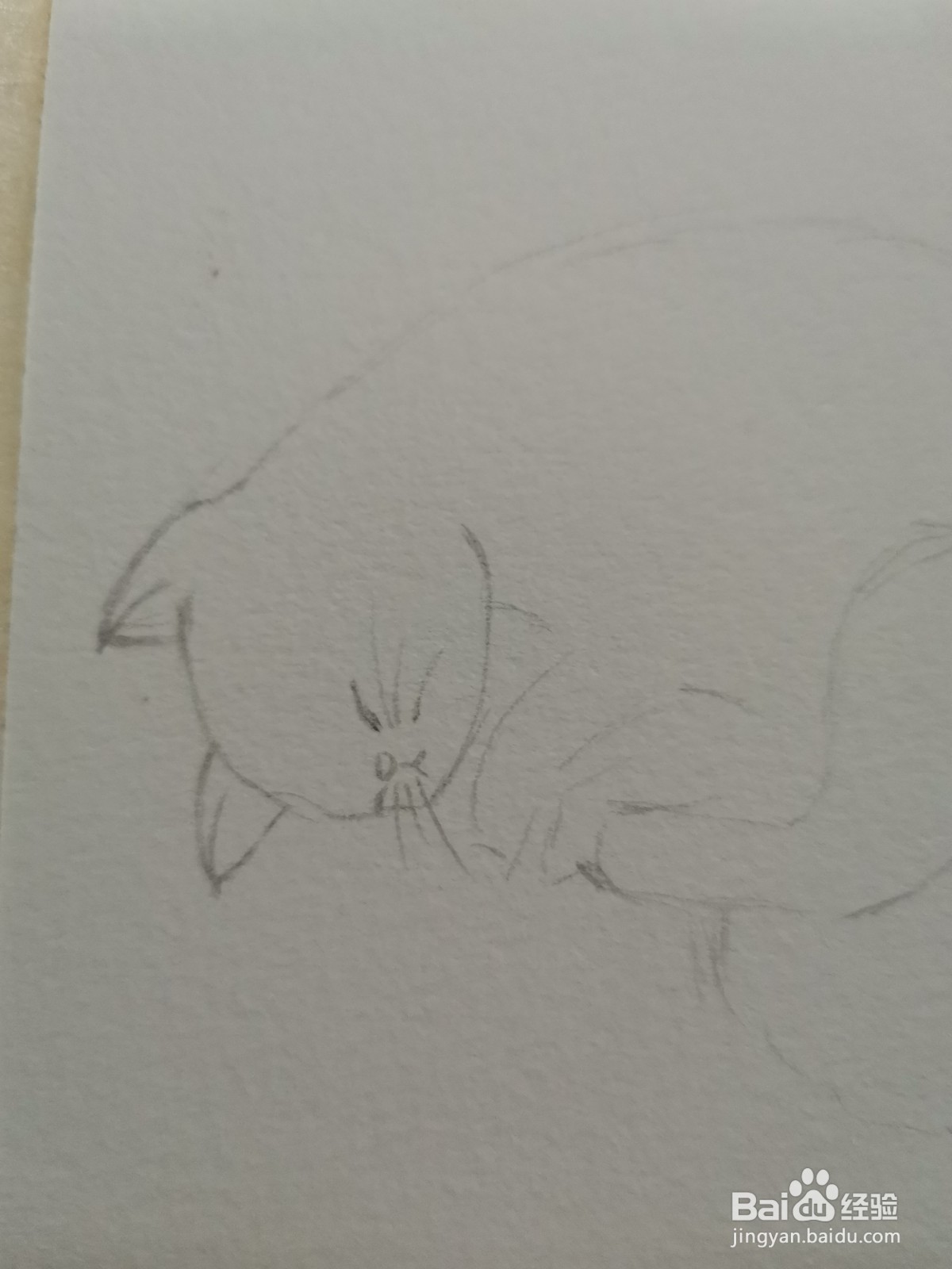 我家的猫咪水彩手绘线稿教程