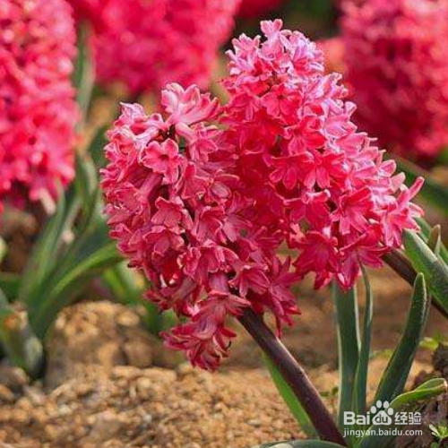 预防和治疗风信子花叶病的方法有哪些?