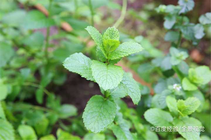 薄荷叶的作用有哪些