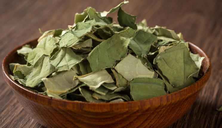 经期可以喝荷叶茶吗