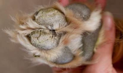 狗狗肉垫干裂怎么办