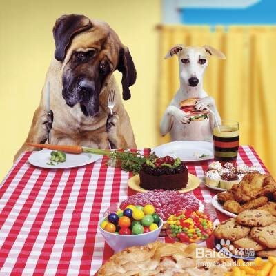 怎么知道狗狗有没有发烧了呢?