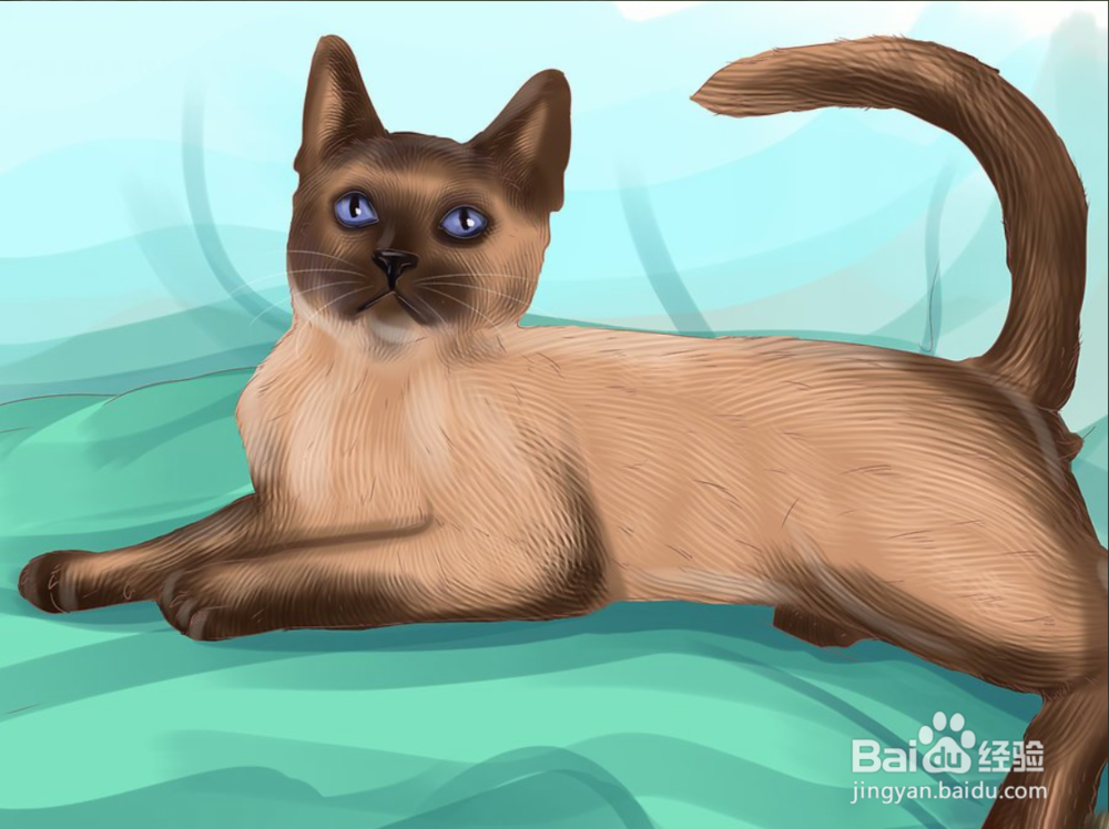 如何快速识别暹罗猫三步（图文）