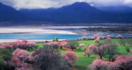 如何正确邂逅林芝桃花节