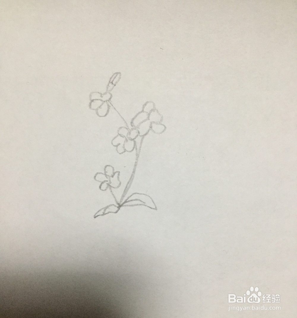 怎么画三聿花的简笔画