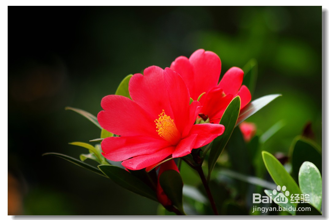 杜鹃红山茶花注意事项