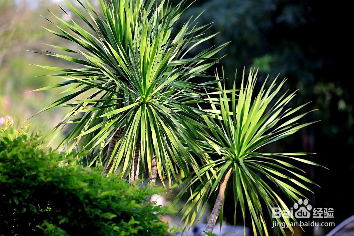 海南龙血树养护方法