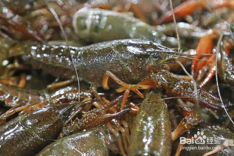 靠吃可以灭绝入侵物种小龙虾吗？