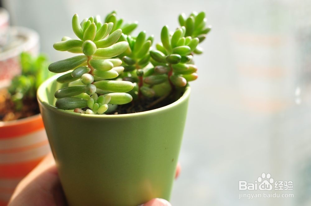 多肉植物黑腐病该怎么办