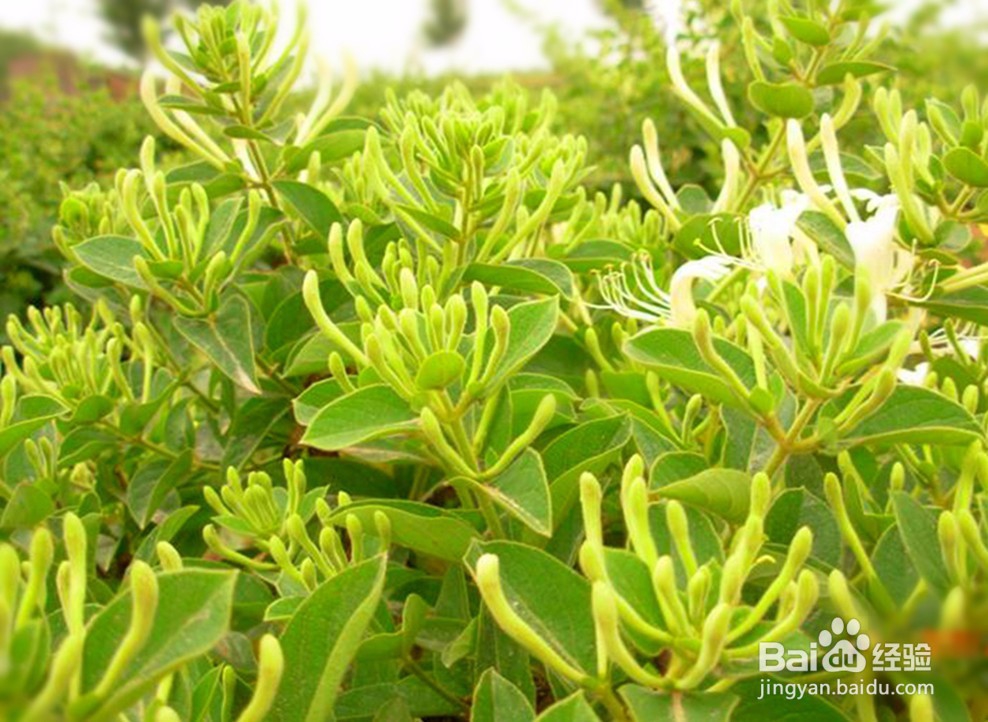 官阳天然特产攻略