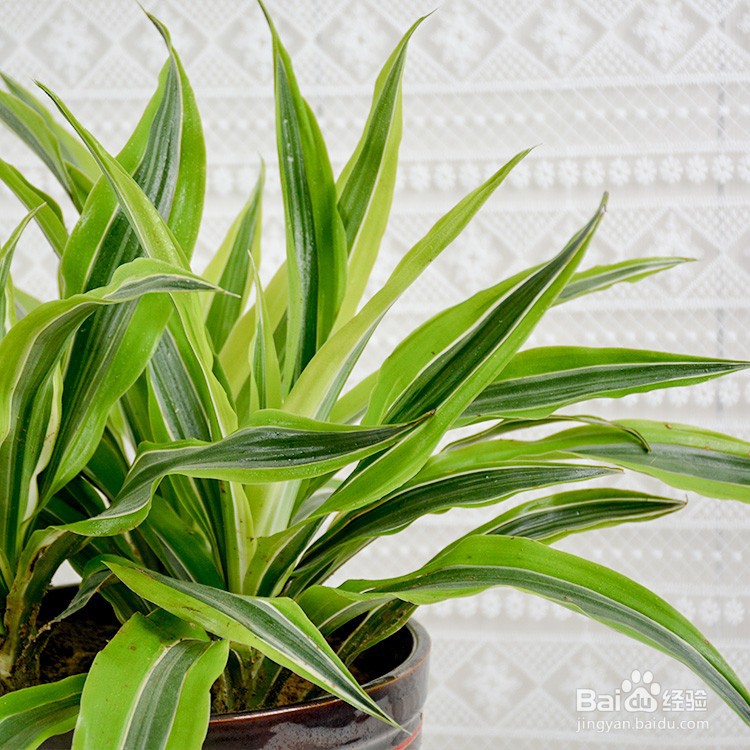 巴西美人的养殖方法和注意事项