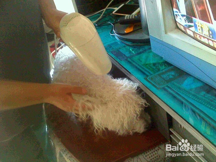 刚洗完澡的宠物狗怎样吹干卷着的毛