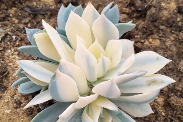 多肉药锦和自然锦的区别是什么