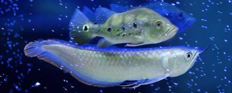 鱼扣是鱼的什么部位