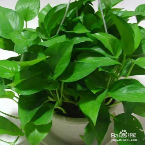 绿萝叶子发黄是什么原困