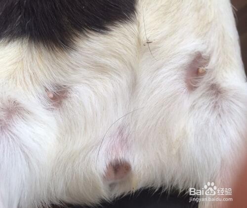 如何清洁荷兰猪