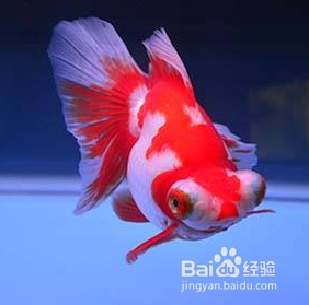 金鱼身子歪了怎么救