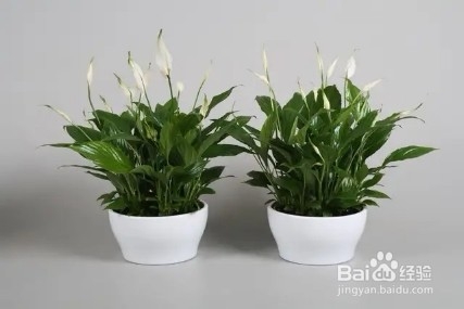 勤快人适合养的花,浇水越勤越能长爆盆