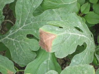 科学防治西瓜灰霉病