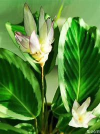 青莲竹芋怎么养#校园分享#