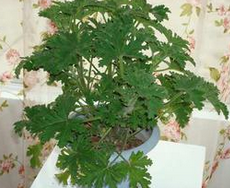 蚊蝇太多，孕妇怎么办