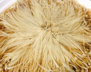 油泼金针菇怎么做