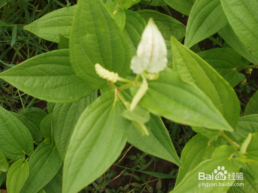 三白草栽培技术