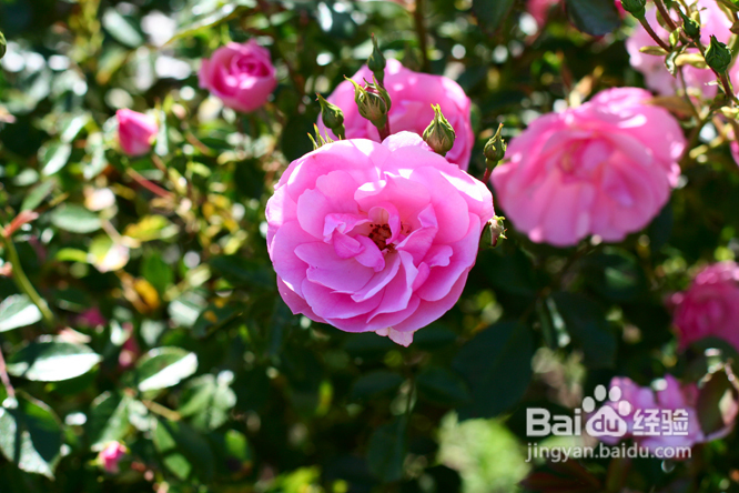 温哥华夜幕下的玫瑰园(组图)