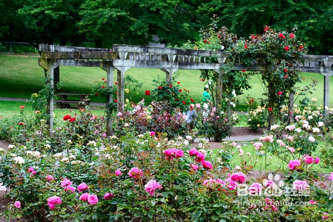 温哥华夜幕下的玫瑰园(组图)