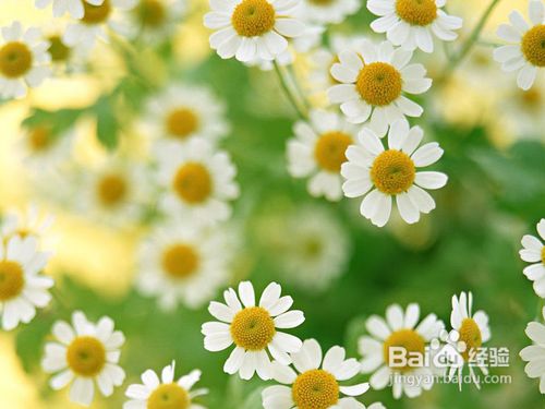 早泻该吃哪些食物?