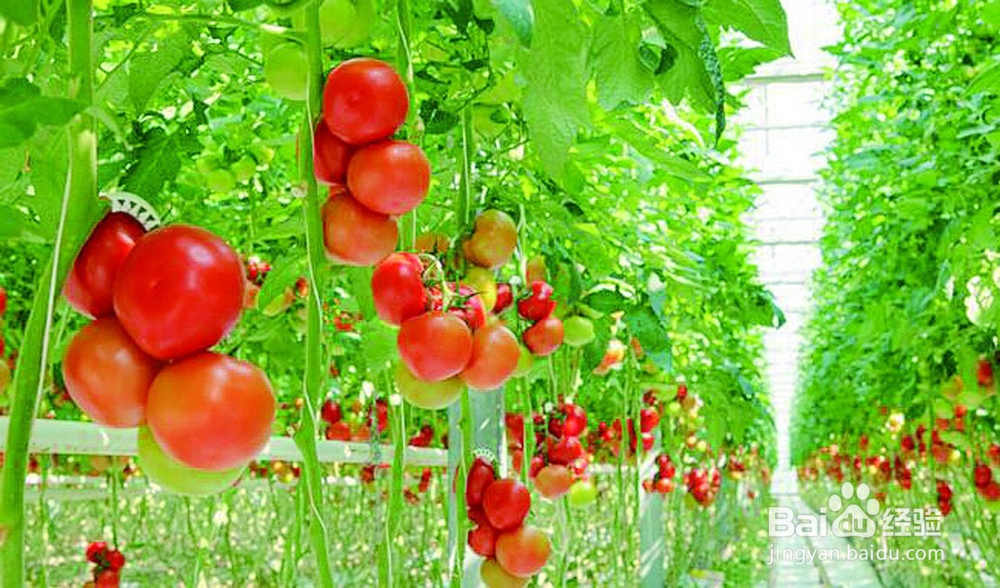 这样吃烤番茄，不节食也能瘦下来