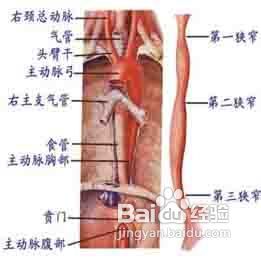 食管是怎样的器官