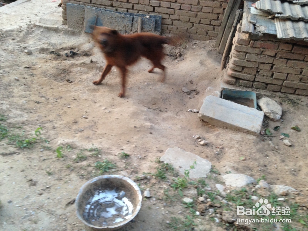 如何给凶猛的狗喂食物