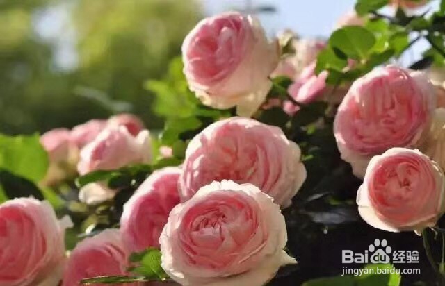 建造惬意的玫瑰花园
