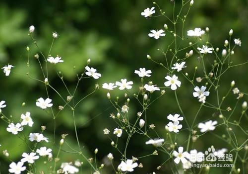 怎样种满天星才能爆盆
