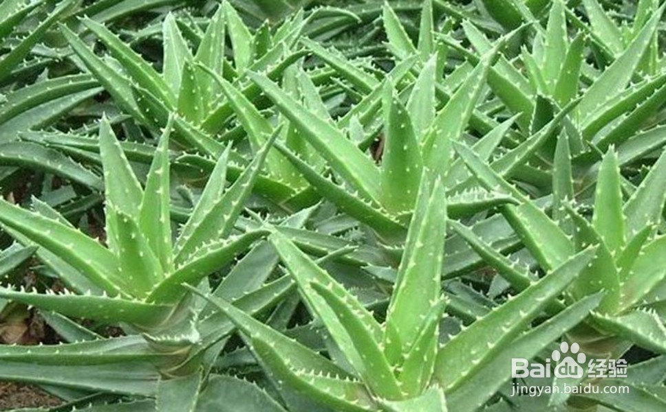 爱花的朋友家里放这些花可以使家人更长寿